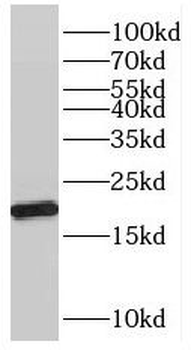 PPIL1 Antibody