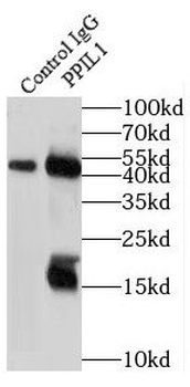 PPIL1 Rabbit Polyclonal Antibody