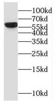 PPIL2 Antibody