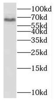 PPIL4 Antibody