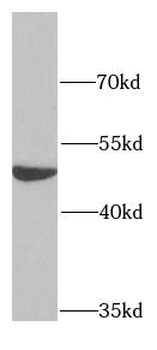 PPOX Antibody