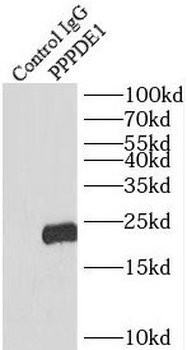 DESI2 Rabbit Polyclonal Antibody