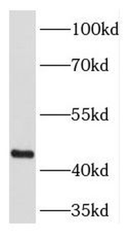 PREB Antibody