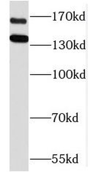 PZP Antibody
