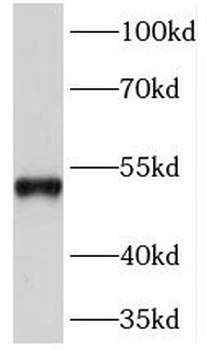 PRIM1 Antibody