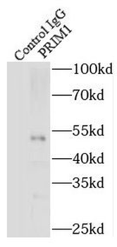 PRIM1 Rabbit Polyclonal Antibody