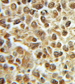 PRIM1 Rabbit Polyclonal Antibody
