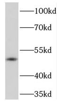 PRKAR2A Antibody