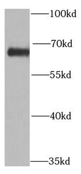 PRODH Antibody