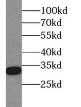 PHB2 Antibody