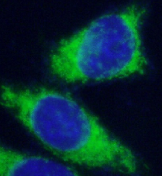 PHB2 Rabbit Polyclonal Antibody
