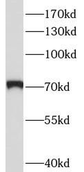 PROS1 Antibody