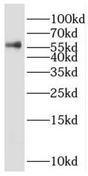 PRPF4 Antibody
