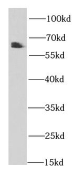 PSAP Rabbit Polyclonal Antibody