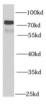 PSG1 Antibody