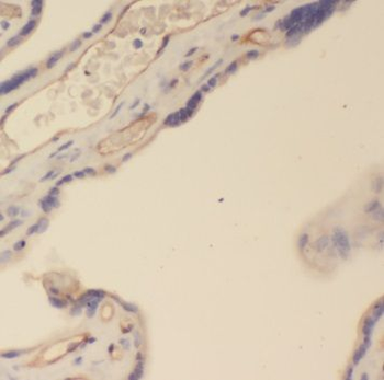 PSG4 Antibody