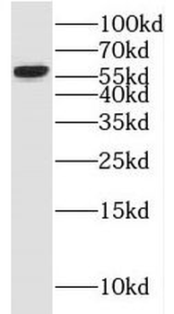 PSIP1 Antibody