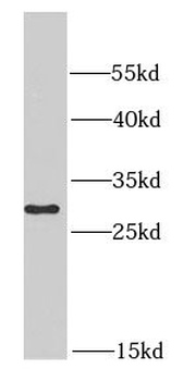 PSMA6 Antibody