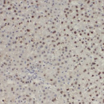 PSMB3 Rabbit Polyclonal Antibody