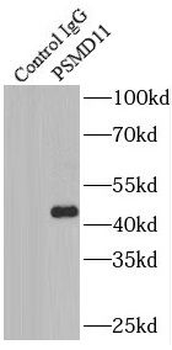 PSMD11 Rabbit Polyclonal Antibody