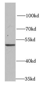 PSMD12 Antibody