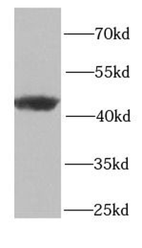 PSMD13 Antibody
