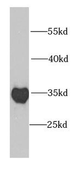 PSMF1 Antibody