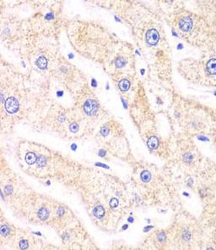 PSMF1 Rabbit Polyclonal Antibody