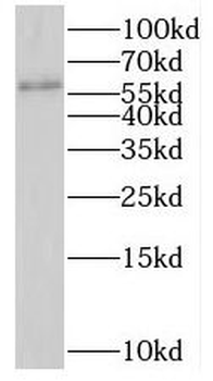 PTBP2 Antibody