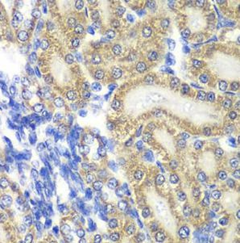 PTGES2 Rabbit Polyclonal Antibody