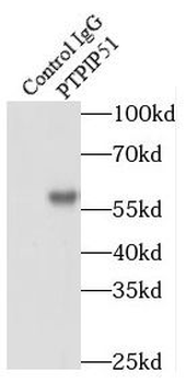 RMDN3 Rabbit Polyclonal Antibody