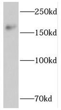 PTPN23 Antibody
