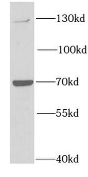PTPRA Antibody