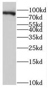 PTPRS Antibody