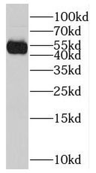 CAVIN1 Antibody