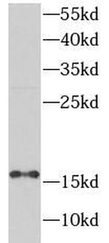 PTS Antibody