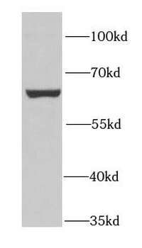 PUF60 Antibody