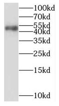 PURA Antibody