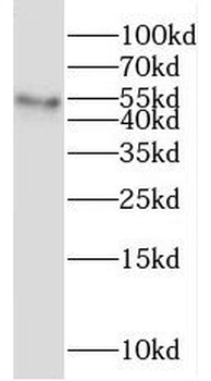 PWP1 Antibody