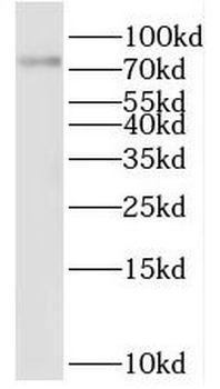 QSOX1 Antibody