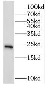 RAB10 Antibody