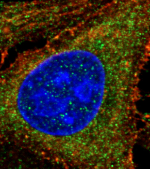 RAB11A Rabbit Polyclonal Antibody