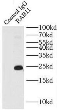 RAB11A Rabbit Polyclonal Antibody