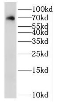 RAB11FIP5 Antibody