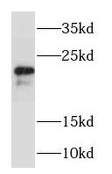 RAB22A Antibody
