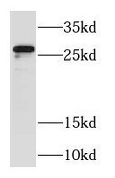 RAB23 Antibody