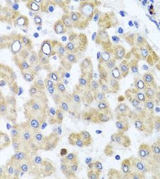 RAB24 Rabbit Polyclonal Antibody