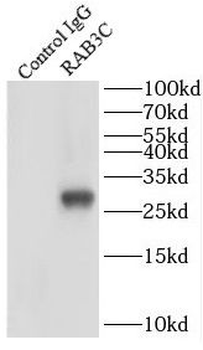 RAB3C Rabbit Polyclonal Antibody