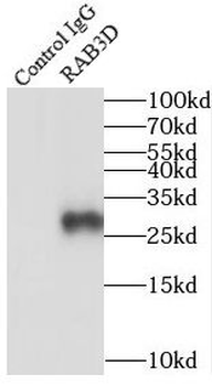 RAB3D Rabbit Polyclonal Antibody