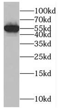 RAB40B Antibody